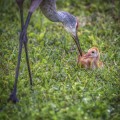Sandhill Crane Colt, A Gift of Life