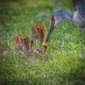 Sandhill Crane Colts, Lessons in the Grass