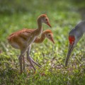 Sandhill Crane Colts, Learning to Forage