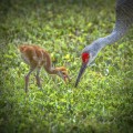 Sandhill Crane Colt, Learning the Hunt